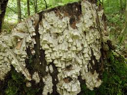 Attēlu rezultāti vaicājumam “Antrodia xantha”