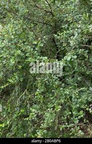 Attēlu rezultāti vaicājumam “Betula humilis leaf”