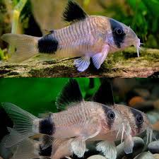 Image result for fish corydoras
