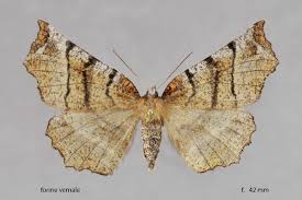 Attēlu rezultāti vaicājumam “Selenia dentaria”