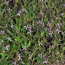 Attēlu rezultāti vaicājumam “Cribraria tenella”