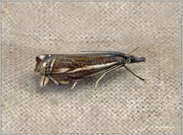 Attēlu rezultāti vaicājumam “Crambus lathoniellus”