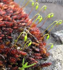 Attēlu rezultāti vaicājumam “Bryum pallens sporophyte”