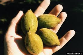 Attēlu rezultāti vaicājumam “Juglans cinerea fruit”