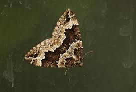 Attēlu rezultāti vaicājumam “Lampropteryx suffumata”