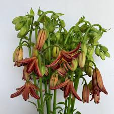 Image result for Lilium martagon `Arabian Night`