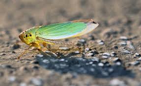Attēlu rezultāti vaicājumam “Cicadella viridis”