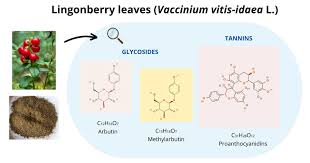 Attēlu rezultāti vaicājumam “Vaccinium vitis-idaea leaf”