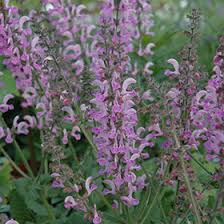 Image result for Salvia pratensis
