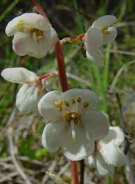 Attēlu rezultāti vaicājumam “Pyrolaceae”