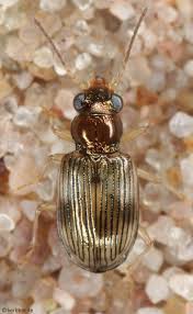 Attēlu rezultāti vaicājumam “Notiophilus palustris”