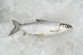 Image result for Coregonus artedi