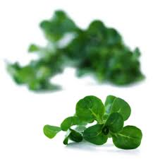 Image result for Feldsalat