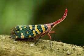 Attēlu rezultāti vaicājumam “Auchenorrhyncha”