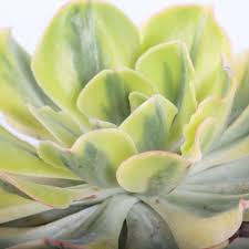 Attēlu rezultāti vaicājumam “Crassulaceae”