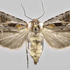 Attēlu rezultāti vaicājumam “Agrotis vestigialis”