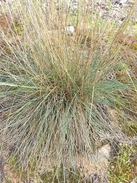 Attēlu rezultāti vaicājumam “Festuca ovina fruit”