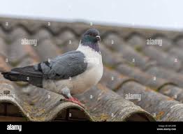 Attēlu rezultāti vaicājumam “Columba livia f. domestica”