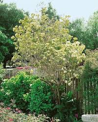 Attēlu rezultāti vaicājumam “Syringa reticulata subsp. amurensis”