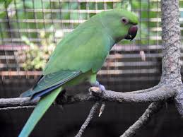 Image result for Psittacula krameri