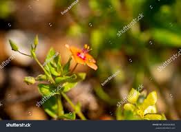 Attēlu rezultāti vaicājumam “Anagallis arvensis leaf”