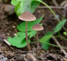 Attēlu rezultāti vaicājumam “Psathyrella sp.”