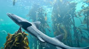 Image result for Triakis megalopterus