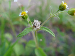 Attēlu rezultāti vaicājumam “Galinsoga quadriradiata flower”