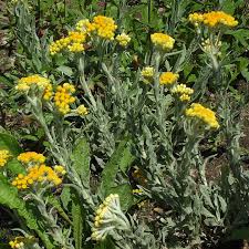 Attēlu rezultāti vaicājumam “Helichrysum arenarium leaf”