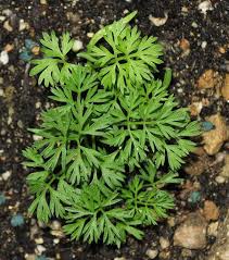 Attēlu rezultāti vaicājumam “Daucus sativus flower”