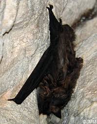 Attēlu rezultāti vaicājumam “Eptesicus nilssonii”