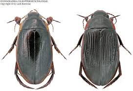 Attēlu rezultāti vaicājumam “Dytiscus dimidiatus”