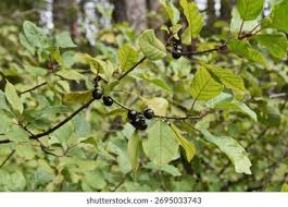 Attēlu rezultāti vaicājumam “Frangula alnus fruit”