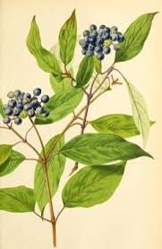 Attēlu rezultāti vaicājumam “Cornus sericea fruit”