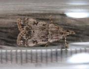 Attēlu rezultāti vaicājumam “Eudonia lacustrata”