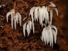 Attēlu rezultāti vaicājumam “Mucronella calva”