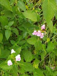 Attēlu rezultāti vaicājumam “Galeopsis bifida”