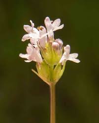 Attēlu rezultāti vaicājumam “Valerianaceae”