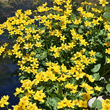 Attēlu rezultāti vaicājumam “Caltha palustris flower”