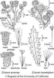 Attēlu rezultāti vaicājumam “Cirsium arvense leaf”