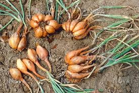 Attēlu rezultāti vaicājumam “Allium cepa”