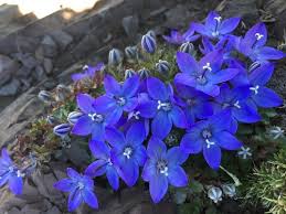 Image result for Campanula formanekiana