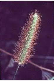 Attēlu rezultāti vaicājumam “Setaria glauca”