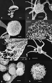 Attēlu rezultāti vaicājumam “Cribraria martinii”