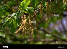Attēlu rezultāti vaicājumam “Carpinus betulus male flower”