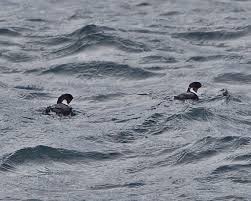 Image result for Synthliboramphus antiquus