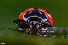 Attēlu rezultāti vaicājumam “Lycogala botrydium macro”