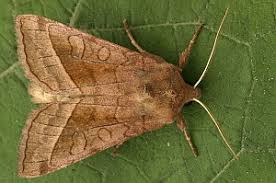 Attēlu rezultāti vaicājumam “Hydraecia micacea”