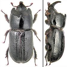 Attēlu rezultāti vaicājumam “Sinodendron cylindricum”