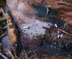 Attēlu rezultāti vaicājumam “Basidiodendron”